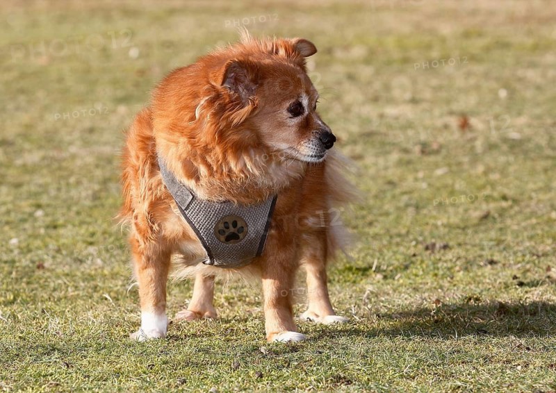Chihuahua Spitz crossbreed (Canis lupus familiaris), standing on the meadow from the front and looking to the side, North Rhine-Westphalia, Germany
