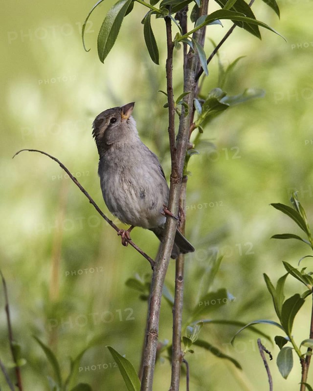 House Sparrow (Passer domesticus) juvenile, Mecklenburg-Western Pomerania, Germany