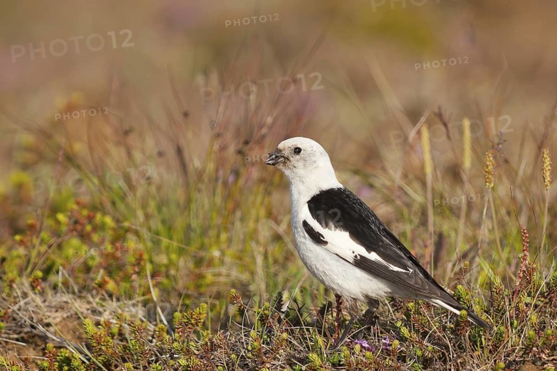 Snow Bunting (Plectrophenax nivalis insulae) male, Iceland