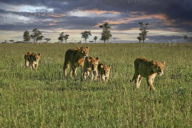 Löwe (Panthera leo), Löwenrudel mit Weibchen und Jungtieren durchstreifen zusammen die Savanne im Sonnenuntergang, Serengeti National Park, Tansania | African Lion (Panthera leo) pack of female lions with cubs strolling in savanna during sunset, Serengeti National Park; Tanzania