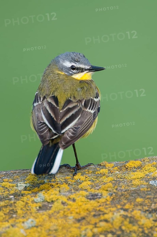 Western Yellow Wagtail (Motacilla flava), Lower Saxony, Germany