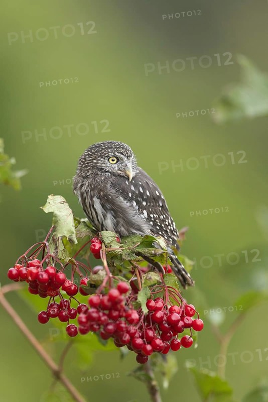 Eurasian Pygmy Owl (Glaucidium passerinum) captive, Bavaria, Germany