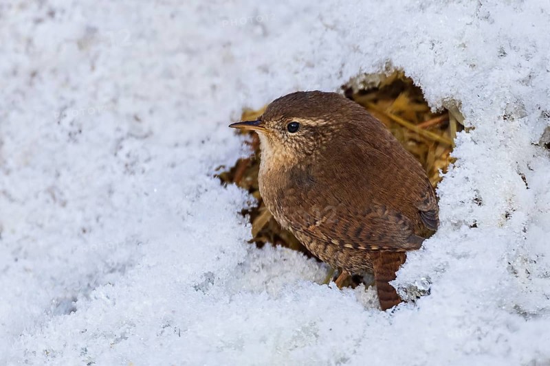 Wren (Troglodytes troglodytes), close-up, adult bird sitting on the ground in a small snow-free hole in the snow cover, Bavaria, Germany