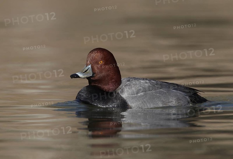 Redhead (Aythya americana) male, Ohio, USA