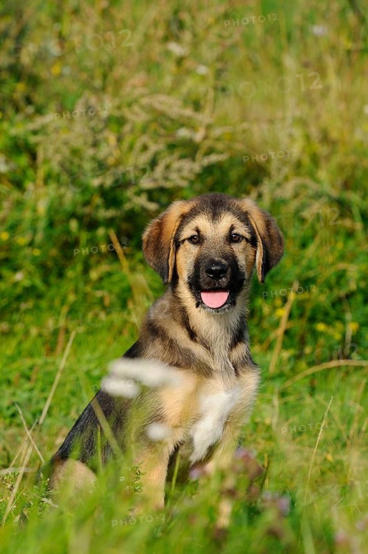 A happy puppy sits in a green meadow in summer, mixed breed dog, Upper Palatinate