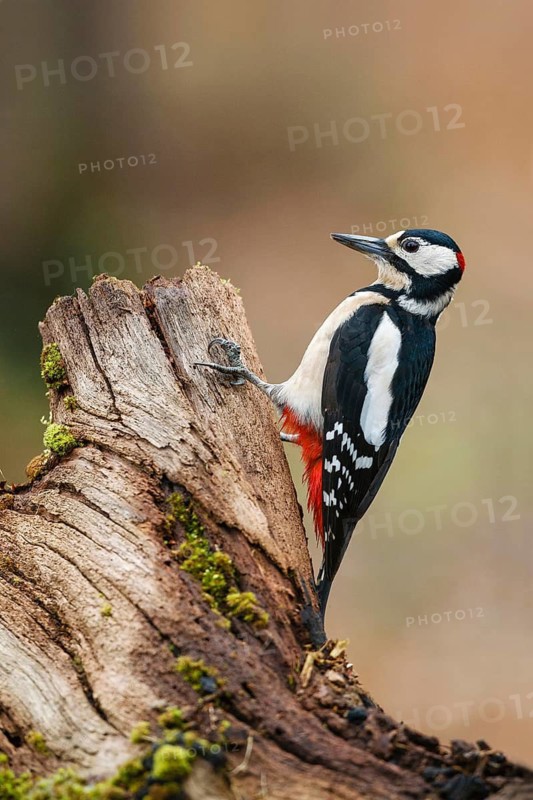 Great Spotted Woodpecker (Dendrocopos major) male, Asturias, Spain