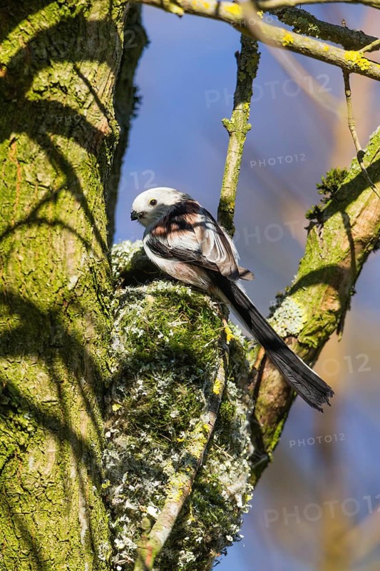 Long-tailed tit (Aegithalos caudatus) adult female, sitting at the entrance hole of its nest in a tree, in the process of finishing building it, Hesse, Germany