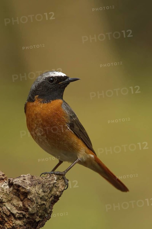 Common Redstart (Phoenicurus phoenicurus) male, Netherlands