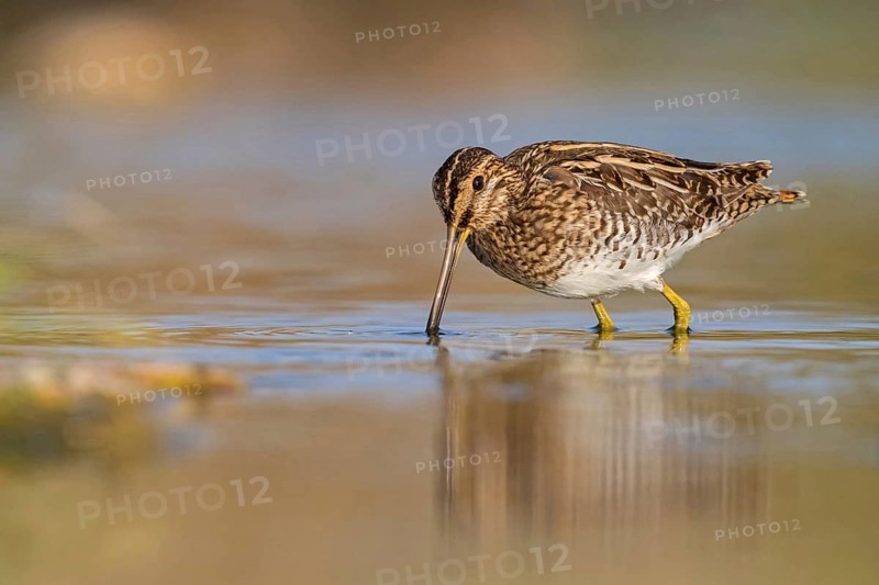 Snipe, (Gallinago gallinago), animals, birds, snipe, biotope, habitat, foraging, Raysut, Salalah, Sohar, Oman