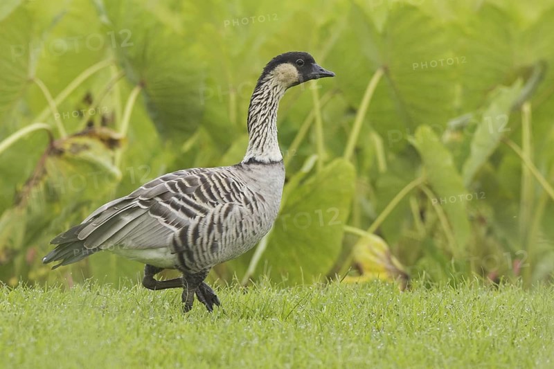 Nene (Branta sandvicensis), Hawaii, USA