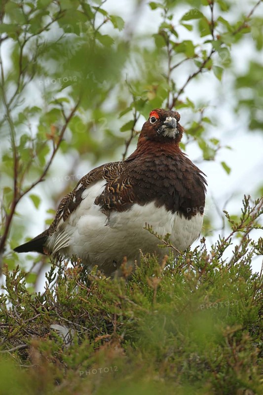 Willow ptarmigan (Lagopus lagopus) securing cock, Lofoten, Norway, Scandinavia