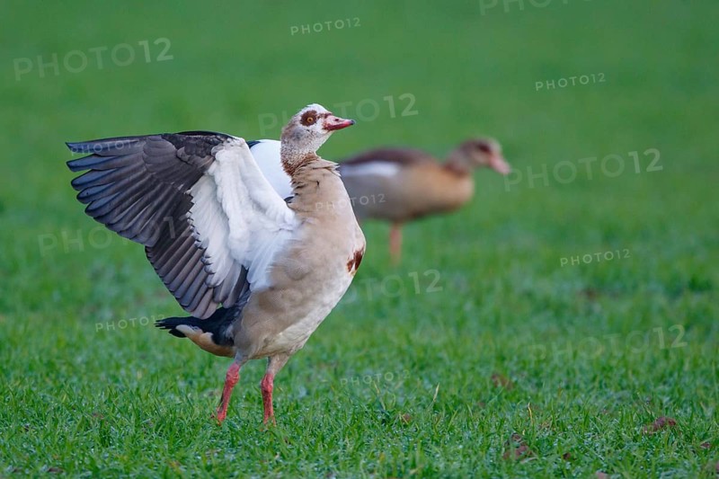 Egyptian Goose (Alopochen aegyptiaca), North Rhine-Westphalia, Germany