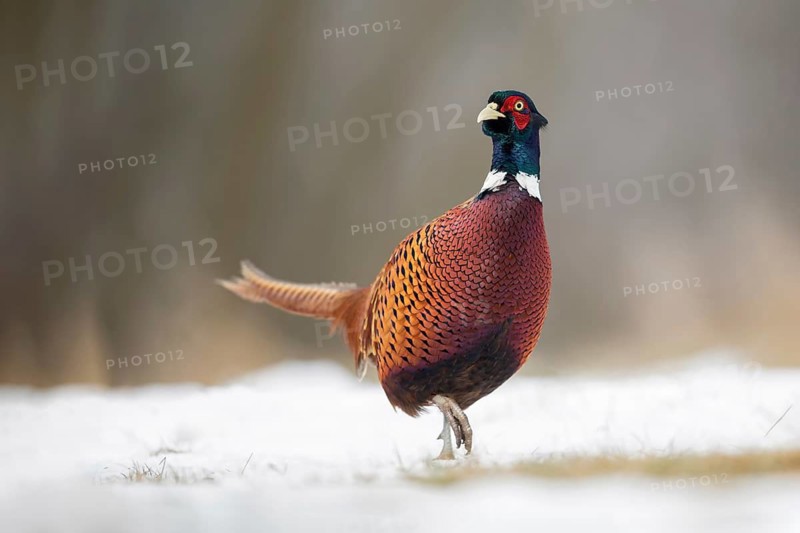 Common Pheasant (Phasianus colchicus) male on snowy ground, Poland