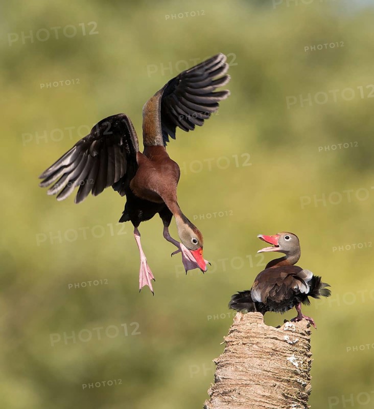 Black-bellied Whistling Duck (Dendrocygna autumnalis) flying, Florida, USA