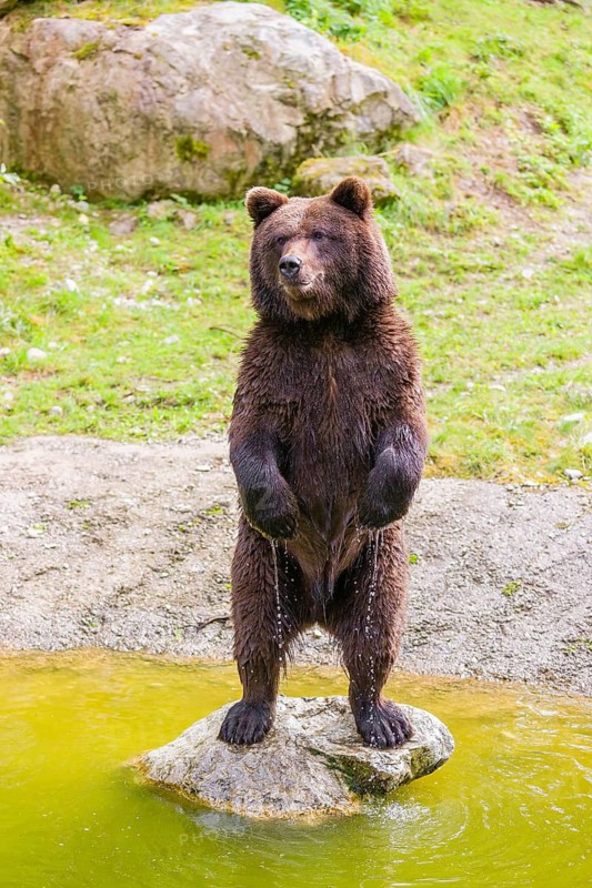 A young male brown bear (Ursus arctos arctos) stands upright on a rock lying in a pond