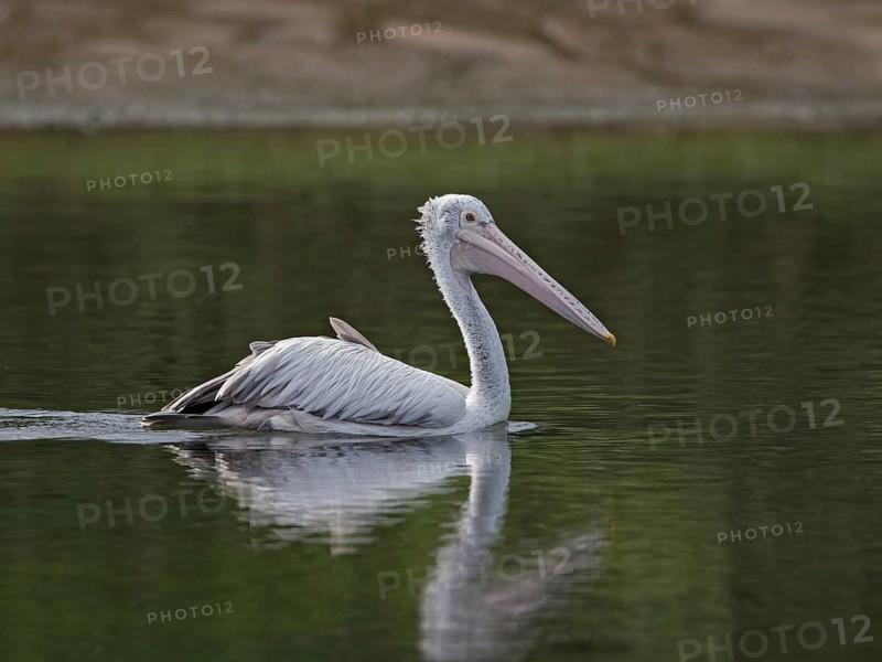 Spot-billed Pelican (Pelecanus philippensis), Sri Lanka