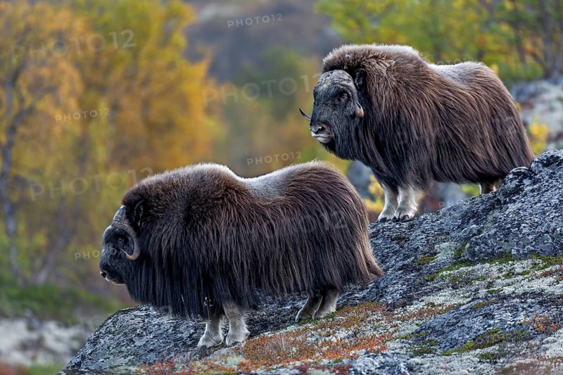 Two musk ox bulls (Ovibos moschatus) standing above a gorge of the river Svone, autumn, Ruska, autumn colours, Tundra landscape, Norway