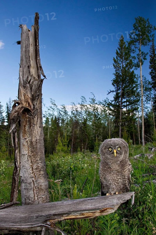 Great Grey Owl (Strix nebulosa) juvenile, British Columbia, Canada