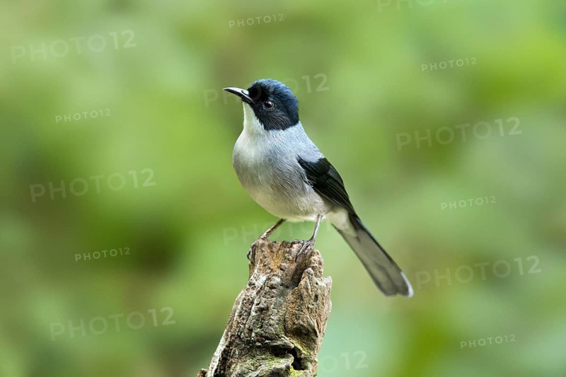 Black-headed Sibia (Heterophasia desgodinsi), Yunnan, China