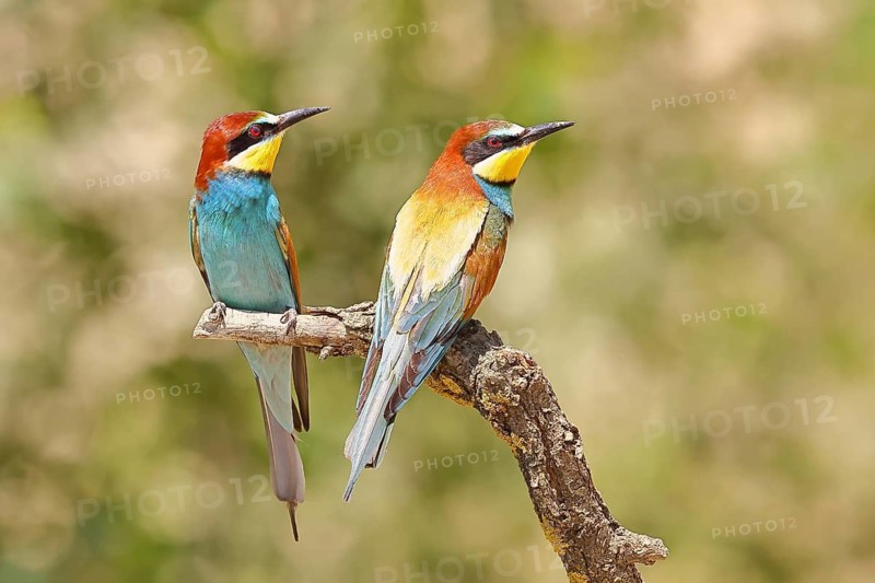 European bee-eater (Merops apiaster) two animals sitting on a branch, pair of animals, Lake Neusiedl, Burgenland, Austria
