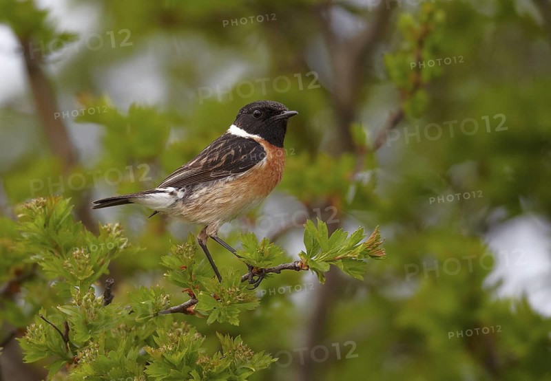 European Stonechat (Saxicola rubicola) male, Mecklenburg-Western Pomerania, Germany