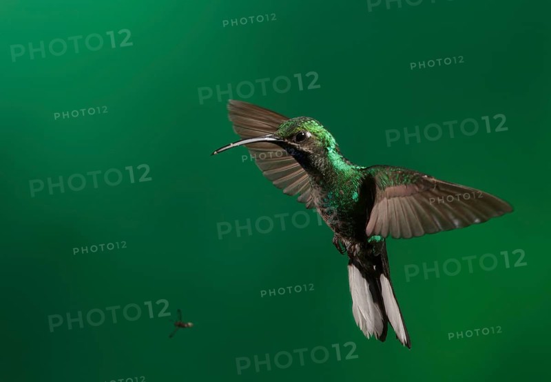 White-tailed Sabrewing (Campylopterus ensipennis) female, Trinidad and Tobago