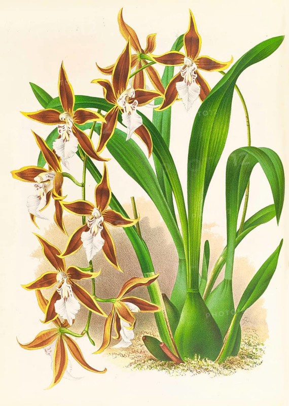 Orchid, Odontoglossum nevadense, authentic reproduction of an illustration by Jean Jules Linden (1817 - 1898), Luxembourgish-Belgian botanist, one of the fathers of orchid research, Historical