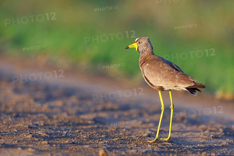 Senegal Lapwing, (Vanellus senegallus), Africa, South Africa, KwaZulu-Natal, Triele family, iSimangaliso Wetland Park, St Lucia