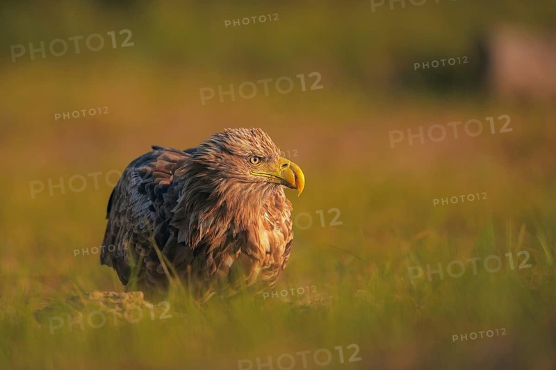 White-tailed Eagle (Haliaeetus albicilla), Danube Delta, Romania