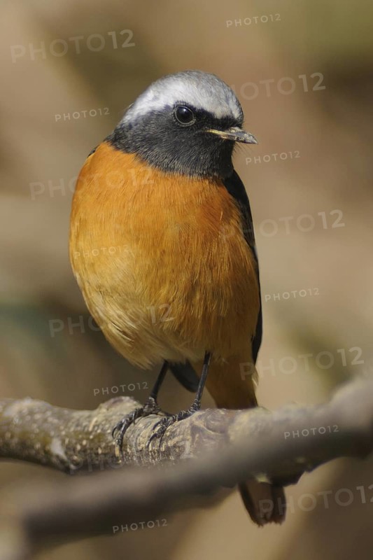Daurian Redstart (Phoenicurus auroreus) male, Poyang Lake, China