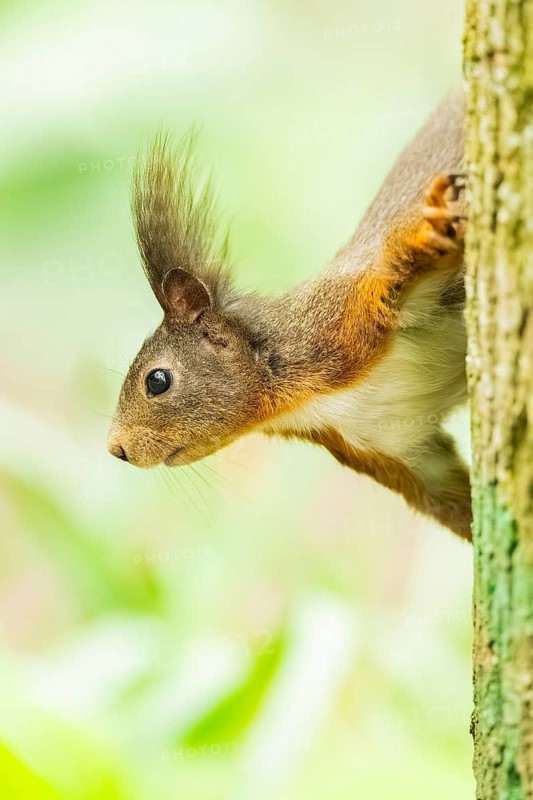 Red squirrel (Sciurus vulgaris) in a forest, Bavaria, Gernany