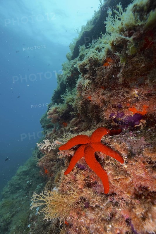 Purple star (Echinaster sepositus)