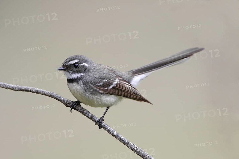 Grey Fantail (Rhipidura albiscapa), New South Wales, Australia