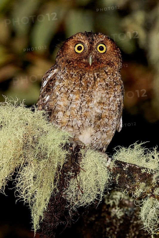 Bare-shanked Screech-Owl (Otus clarkii) perched on a branch in Costa Rica