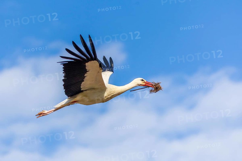 White stork (Ciconia ciconia), flying with nesting material in its beak, Affenberg, Salem, Lake Constance region, Baden-Württemberg, Germany