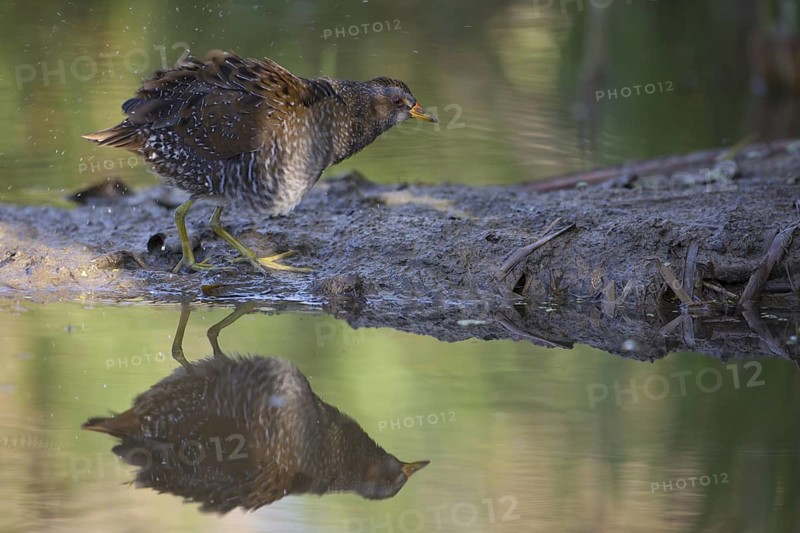 Spotted Crake (Porzana porzana), Saxony, Germany
