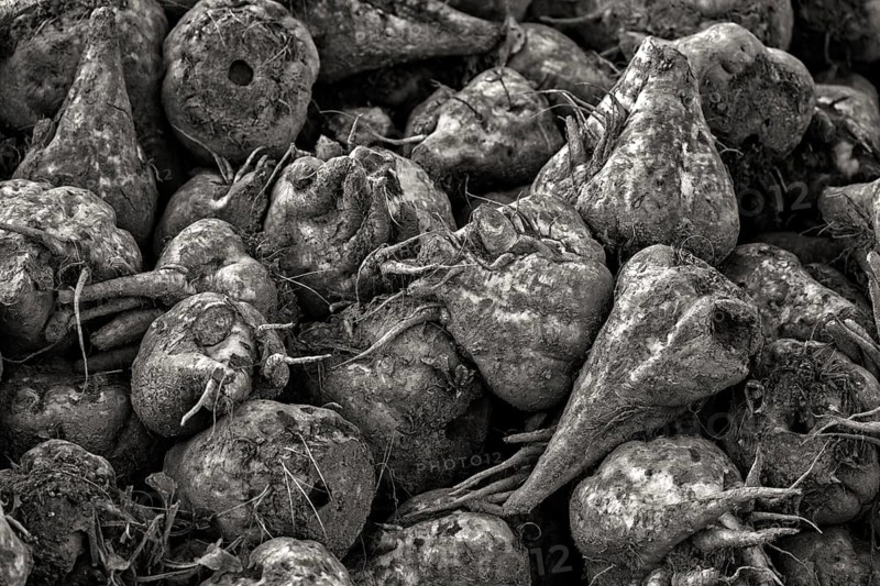 Sugarbeet