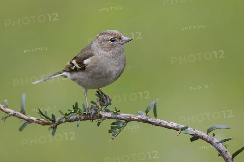 Common Chaffinch (Fringilla coelebs) female, Berlin, Germany