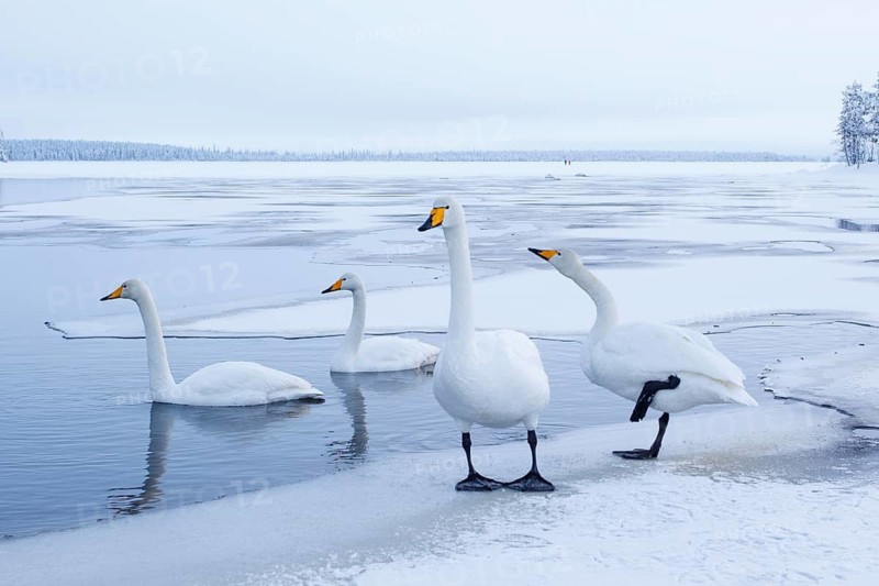 Whooper Swan (Cygnus cygnus) group, Finland