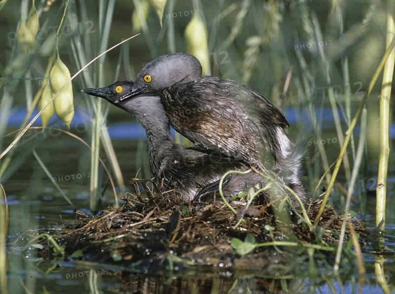 Least Grebe (Tachybaptus dominicus) female, Texas, USA