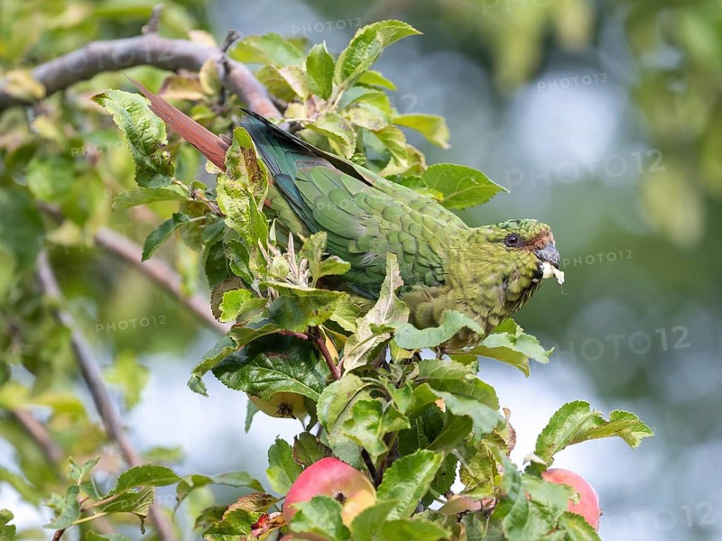 Free-living Emerald Parakeet (Enicognathus ferrugineus) eating an apple, seen in Nahuel Huapi National Park, Bariloche, Patagonia, Argentina
