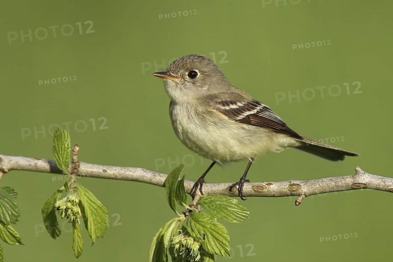 Least Flycatcher (Empidonax minimus), Michigan, USA