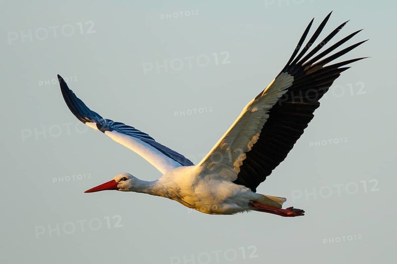 White Stork (Ciconia ciconia) flying, North Rhine-Westphalia, Germany