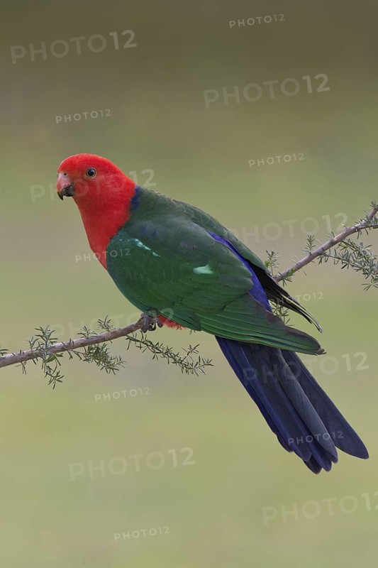 Australian King Parrot (Alisterus scapularis) male, New South Wales, Australia