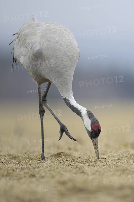 Common Crane (Grus grus) foraging, Mecklenburg-Western Pomerania, Germany
