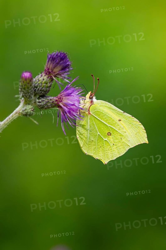 Common brimstone (Gonepteryx rhamni) butterfly on a flower eating nectar, Upper Palatinate, Bavaria, Germany