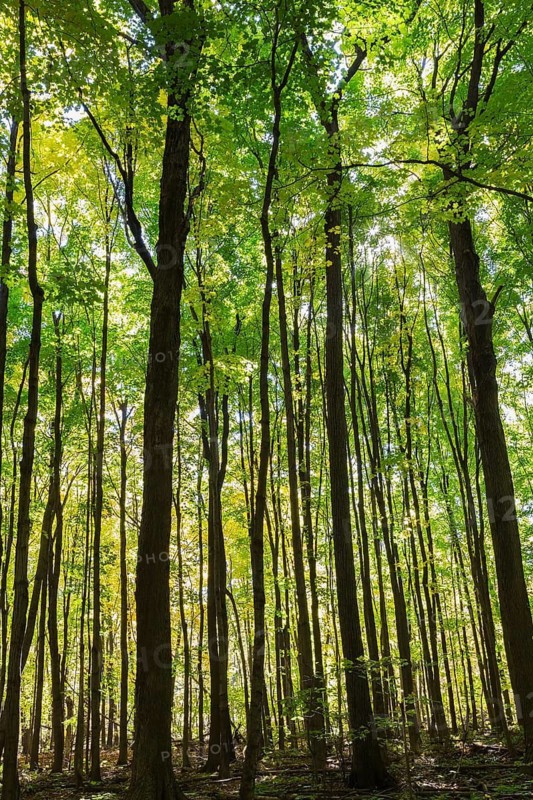 Silhouetted backlit mixed forest of tall Acer - Maple, Betula - Birch trees with abundant green and yellowish leaves in autumn, Quebec, Canada