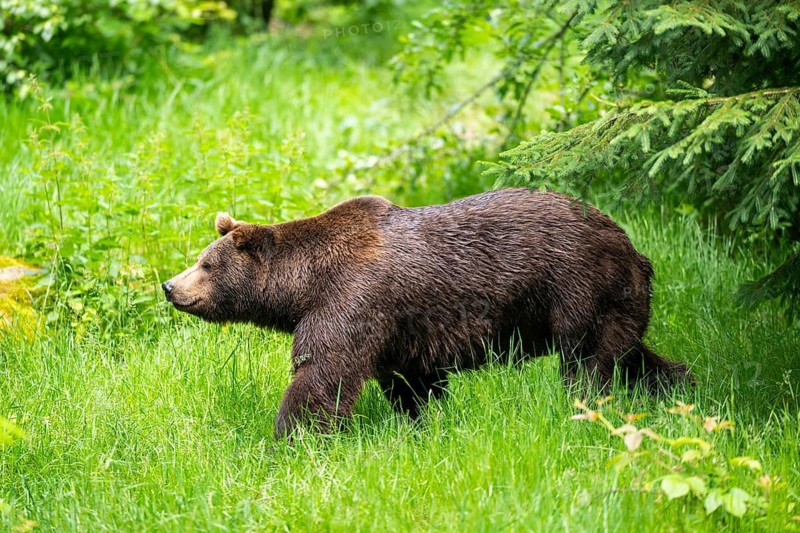 Eurasian brown bear (Ursus arctos arctos) walking on a meadow, Bavarian Forest, Bavaria, Germany