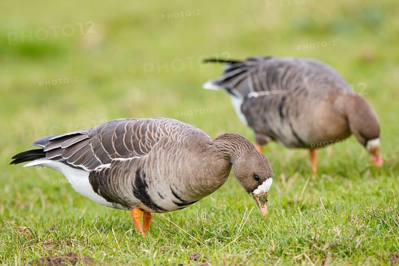 Greater White-fronted Goose (Anser albifrons) foraging, North Rhine-Westphalia, Germany