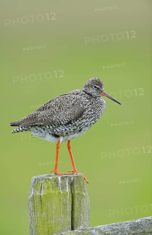 Rotschenkel (Tringa totanus), Redshank, Altvogel auf Sitzwarte, Mai, Nijkerk, Niederlande